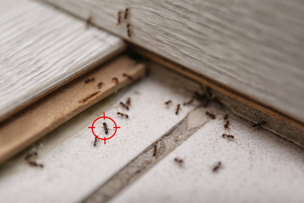 Reliable Barrington Hills, IL Pest Control Solutions