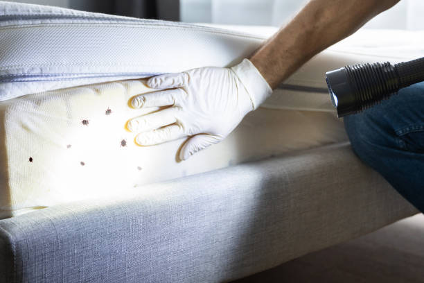 Best Emergency Pest Control  in Barrington Hls, IL