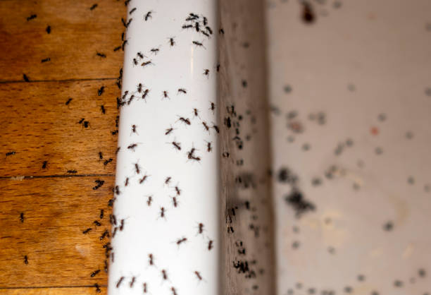 Best Residential Pest Control  in Barrington Hls, IL