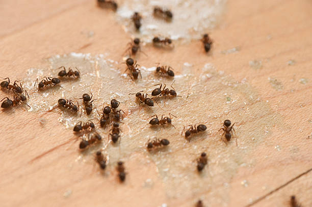 Best Emergency Pest Control  in Barrington Hls, IL